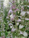Salvia sclarea