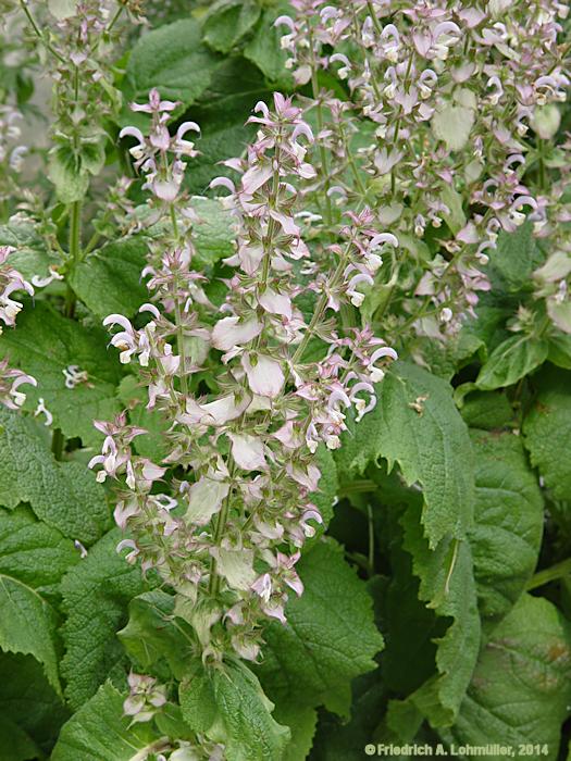 Salvia sclarea