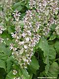 Salvia sclarea