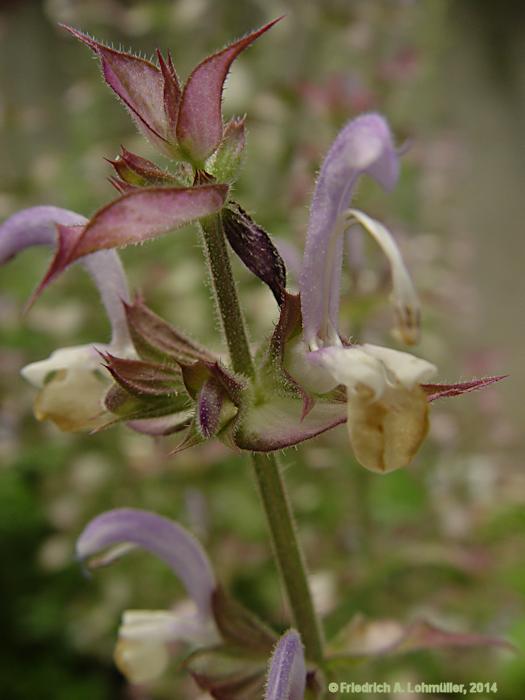 Salvia sclarea