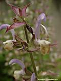 Salvia sclarea