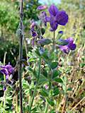 Salvia viridis