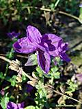 Salvia viridis