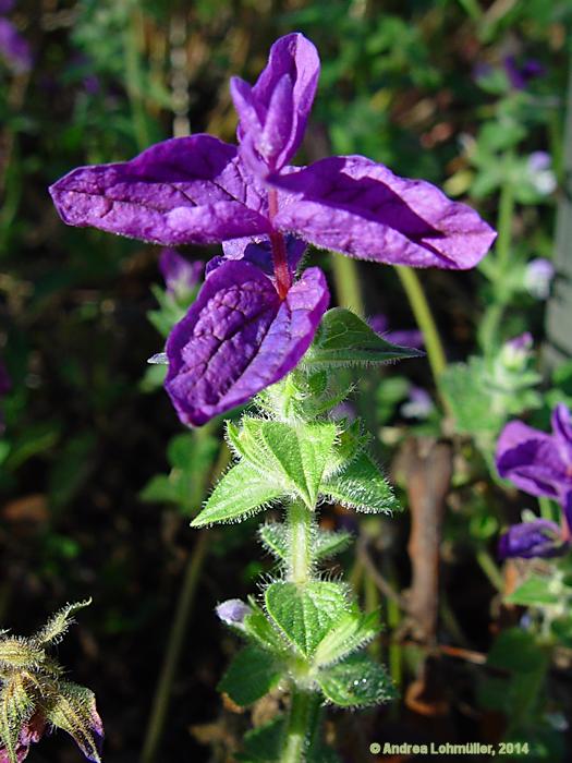 Salvia viridis