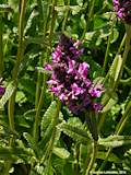 Stachys affinis