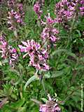 Stachys affinis