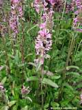 Stachys affinis