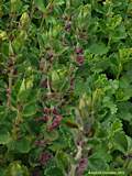 Teucrium chamaedrys