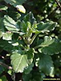 Teucrium flavum