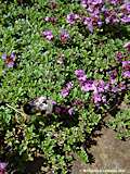 Thymus praecox