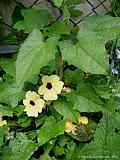 Thunbergia alata