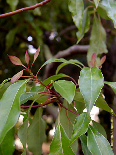 Cinnamomum camphora