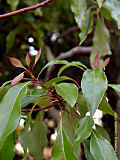 Cinnamomum camphora