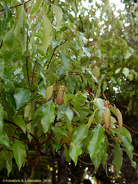 Cinnamomum camphora