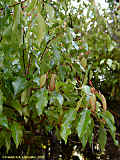 Cinnamomum