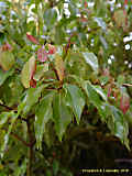 Cinnamomum camphora