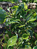 Cinnamomum camphora