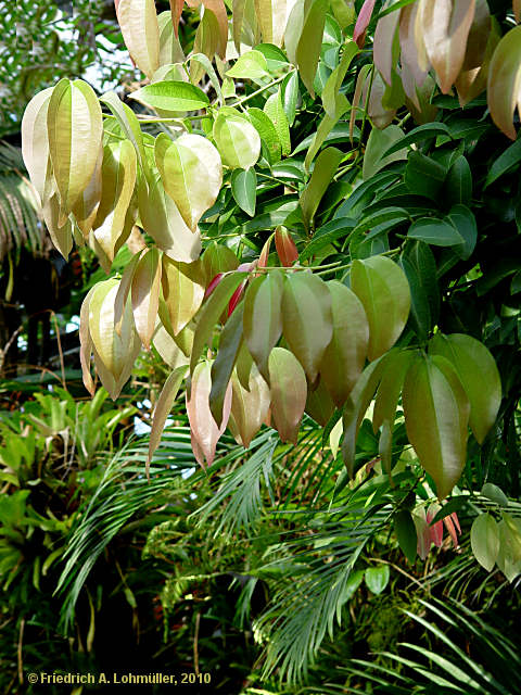 Cinnamomum verum