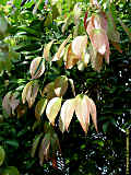 Cinnamomum verum