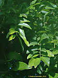 Cinnamomum verum