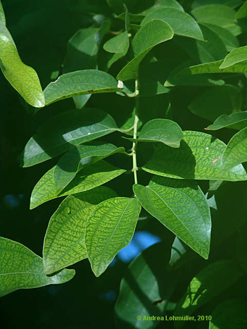 Cinnamomum verum