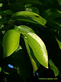 Cinnamomum verum