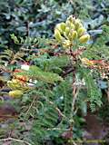 Caesalpinia gilliesii