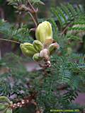 Caesalpinia gilliesii