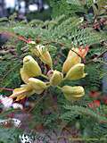 Caesalpinia gilliesii