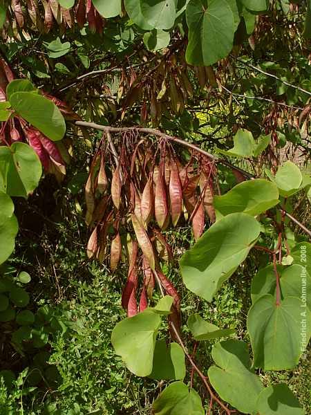 Cercis siliquastrum