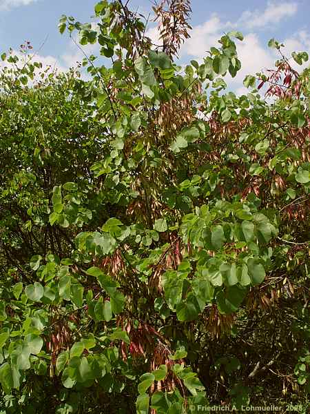 Cercis siliquastrum