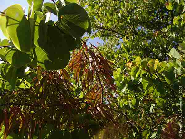 Cercis siliquastrum