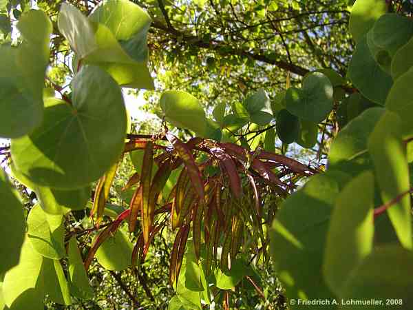 Cercis siliquastrum