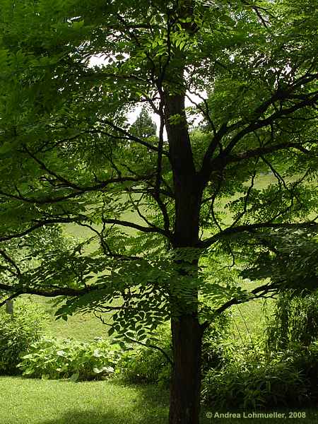 Gymnocladus dioicus