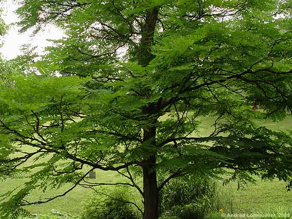 Gymnocladus dioicus