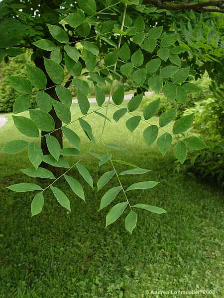 Gymnocladus dioicus