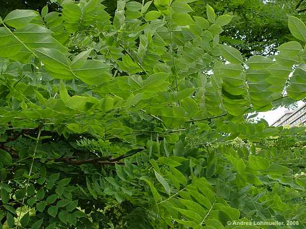 Gymnocladus dioicus