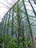 Parkinsonia aculeata