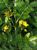 Senna septemtrionalis