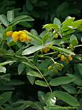 Senna septemtrionalis