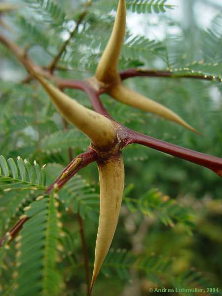 Acacia sphaerocephala