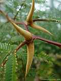 Acacia sphaerocephala, Ameisen-Akazie