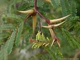 Acacia sphaerocephala, Ameisen-Akazie