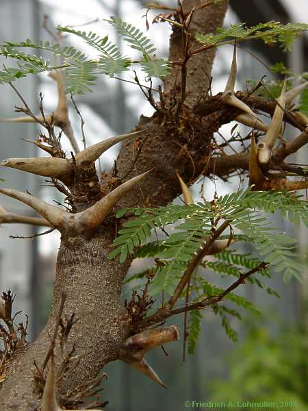 Acacia sphaerocephala