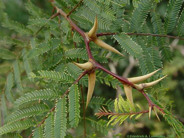 Acacia sphaerocephala