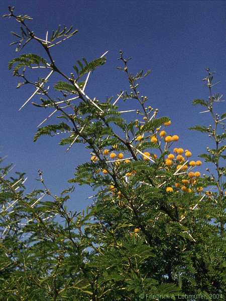 Acacia species, Akazie