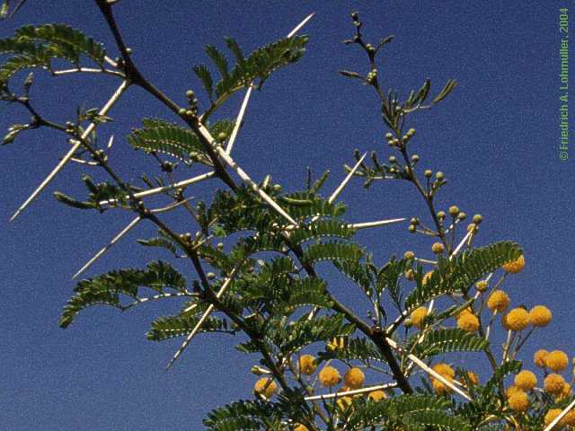 Acacia species, Akazie