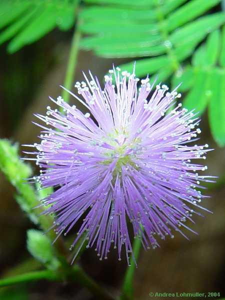 Mimosa pudica