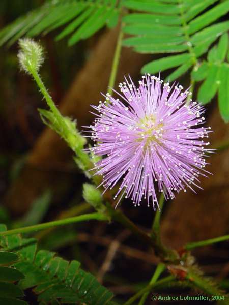 Mimosa pudica