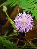 Mimosa pudica